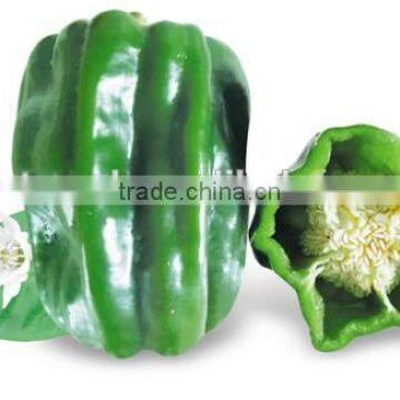 Green Blocky/Square Sweet Pepper/Capsicum Seeds For FST MaLa Pepper