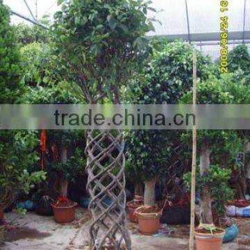 Ficus benjamina