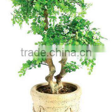 SJ2001022 Small Potted Foliage Banyan Tree Landscaping Decoraative Garden Tree photo-4
