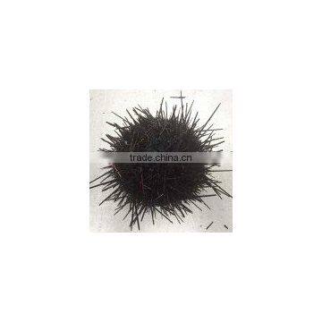 Live Sea Urchin photo-2