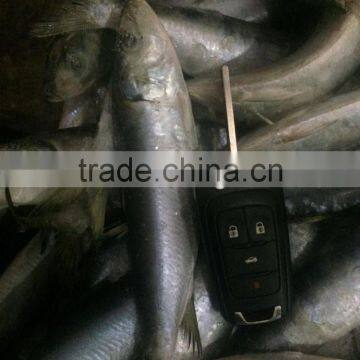 Frozen Sardinella Fish (Sardinella Longiceps) WR for Canning photo-2