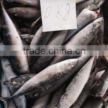 Frozen Pacific Mackerel photo-3