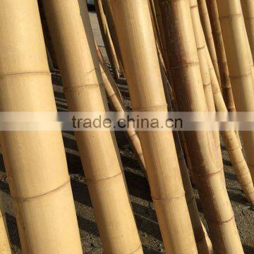 Raw Moso Bamboo Poles /canes/sticks photo-2