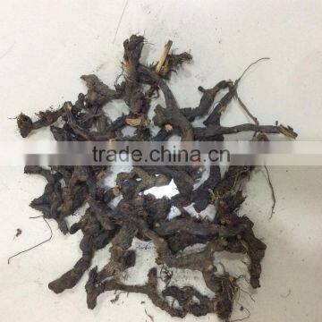 Cyperus Rotundus photo-2