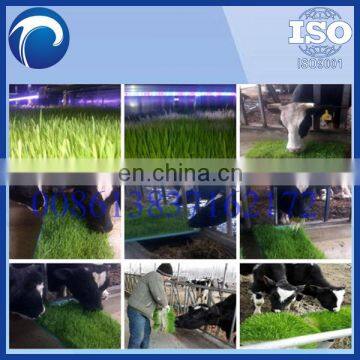 hydroponic green grass growing cattle animal fodder making machine