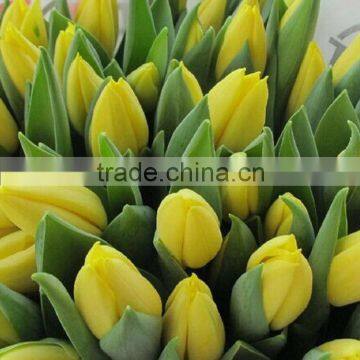 Fresh cut hot sell best selling tulip flowers