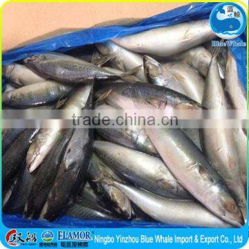 Marketing Grade 200-300g Frozen Egypt Pacific Mackerel photo-2