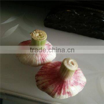 2016 crop fresh garlic/normal white/pure white