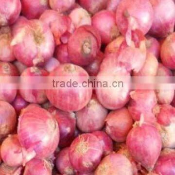 Onion