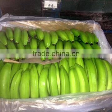 Cavendish Bananas/Fresh Green Bananas/Fresh Indian Fruits