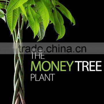 5 Braided 60cm Pachira Aquatica Bonsai Money Tree Plant Indoor Ornamental Decorative Potted Plants Nursery