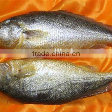 frozen farming yellow croaker frozen fish