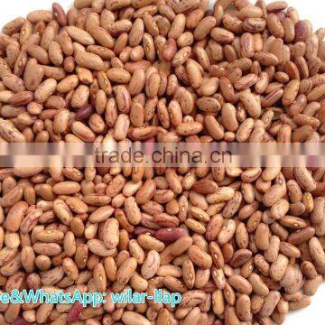 2012 , 2013 Light Speckled Kidney Bean with Cheapest price ,LSKB, Long shape