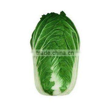 Chinese cabbage