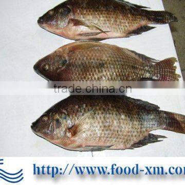 China tilapia fish farming