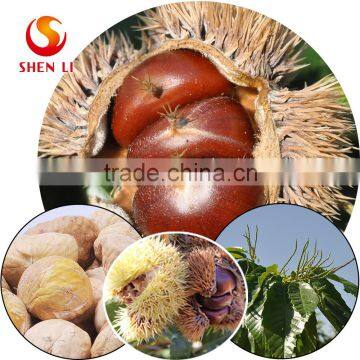 Freeze dried chestnuts