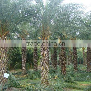 Hot Wholesale Outdoor Ornamental Decrotive Landscaping Phoenix Sylvestris Palm Trees Plants