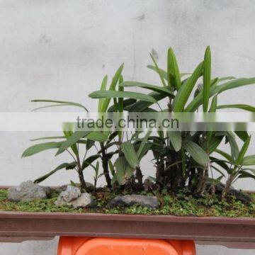 Bamboo Seedling photo-3
