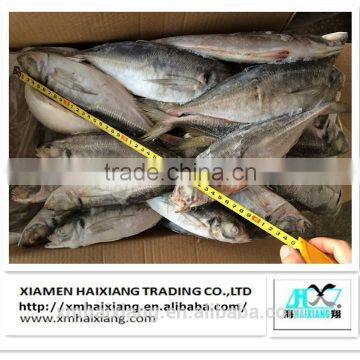 New arrival frozen fish mackerel prices