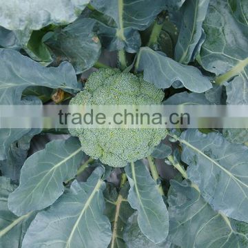 MBR01 Bizhu 58 days f1 hybrid chinese broccoli seeds for planting