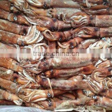 Top Quality Frozen Squid Todarodes Pacificus Frozen on Vessel With Best Freshness photo-3