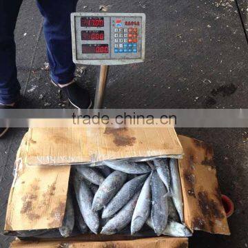 Frozen sea frozen bonito with cheap price