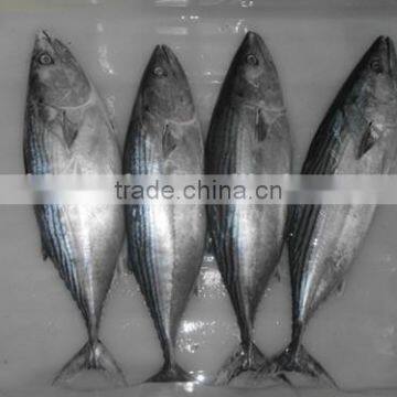 Euthynnus Lineatus Skipjack Tuna Whole Round 1.8kg+ photo-3