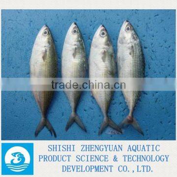 Zhengyuan Aquatic Frozen Indian Mackerel Fish