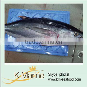 Sea Frozen Neothunnus Albacores lot number#kmw4011