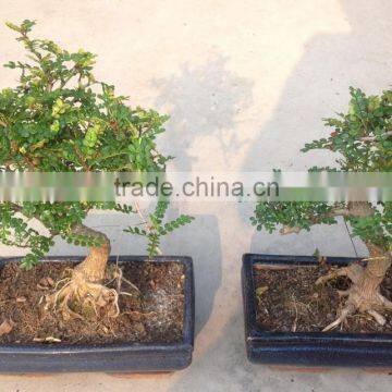 Zanthoxylum Odorum Bonsai S Shape photo-3