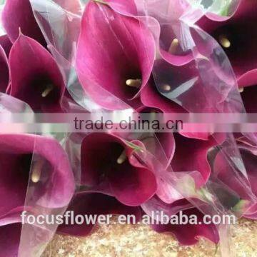 High grade hot sale white yellow calla lily for sale