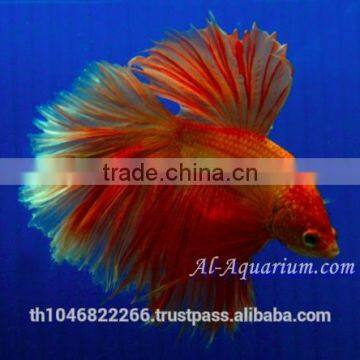 Halfmoon Betta Fish Farm For Sale and Export / Ornamental Fish Thailand photo-3