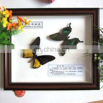 2015 new coming 100 Real Butterfly Mounted in Frames - Decoration & Gifts