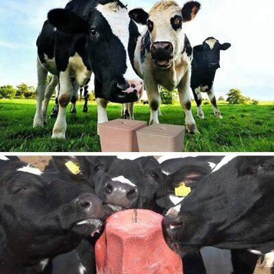 Licking Salt Block Hydraulic Press Machine 500 Ton photo-2