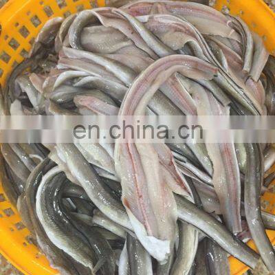 Eel Fillet Frozen Conger Eel Fish Fillet photo-3