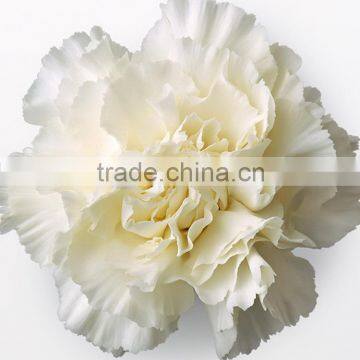 Super quality Snow White flowers carnation bouquet