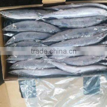 2015 Seafrozen Pacific Saury Whole Round 0#:140g+ photo-5