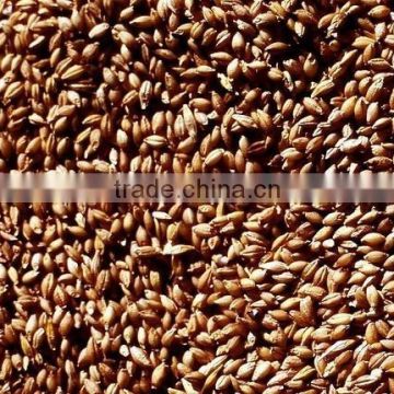 Wheat Grain & Wheat Flour