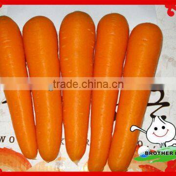 China Carrot