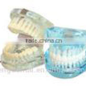 Natural size model(HH) II study model Hot Sale Human Dental Teaching Models AC-P34