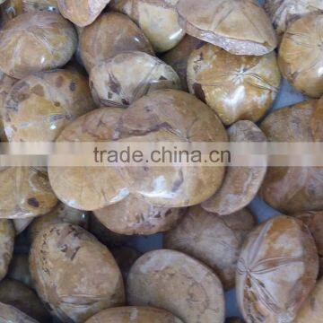 Wholesale Small Polished Starfish Asteroid Ammonite Fossils