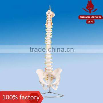 Spinal column with pelvis