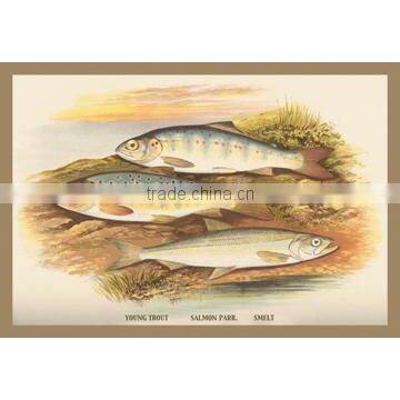 Young Trout, Salmon Parr. and Smelt 20x30 poster