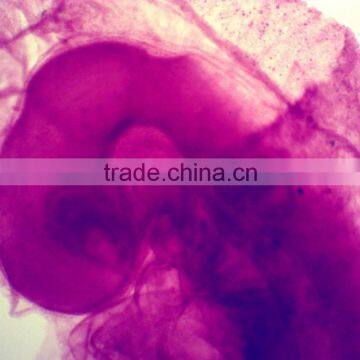Biology Chick Embryo Microscope Slides photo-2