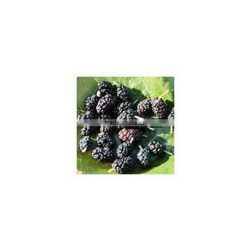 Blackberry Powder 10:1