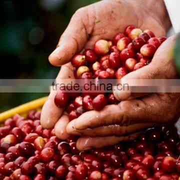 viet nam robusta coffee best price