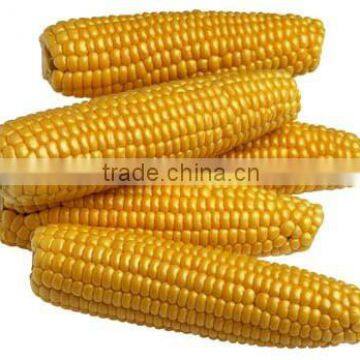 CORN YELLOW photo-3