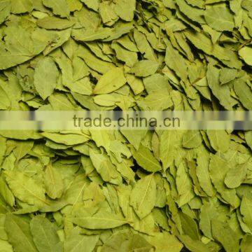 Hand picked Bay Leaf. Bay Leaf ,Sweet Bay,Bay Leaf. Bay Leaf ,Sweet Bay, Aldera Dis Ticaret Co. Semi-Processed Bay Leaves