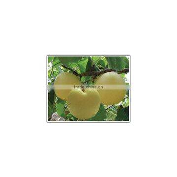 New Fresh Gong Pear 2015 photo-5