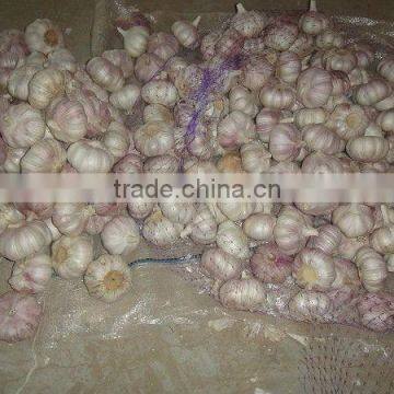 2013 crop garlic